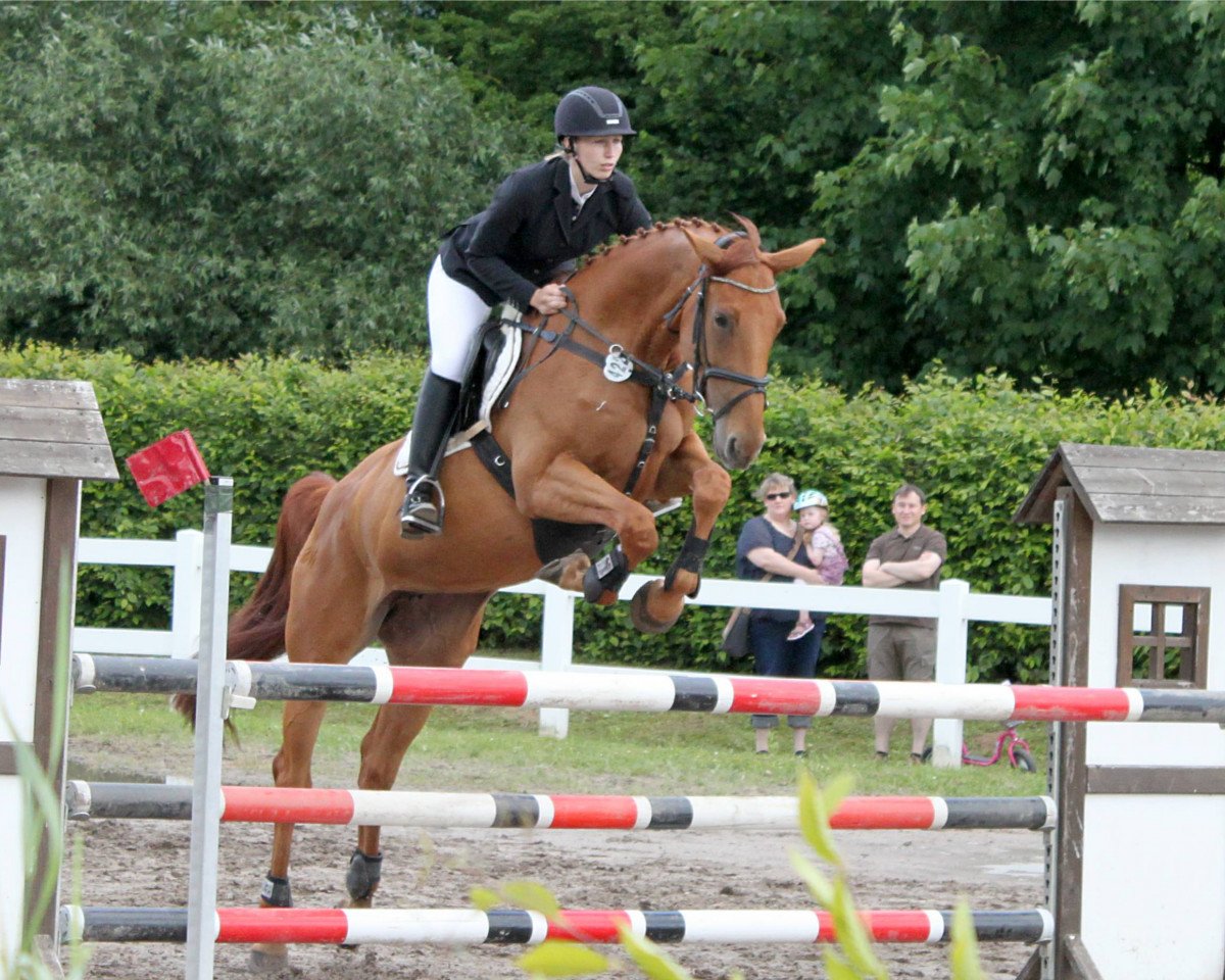 jumper Quite cool's foxy (Westphalian, 2011, from Henkel's Quitecool)