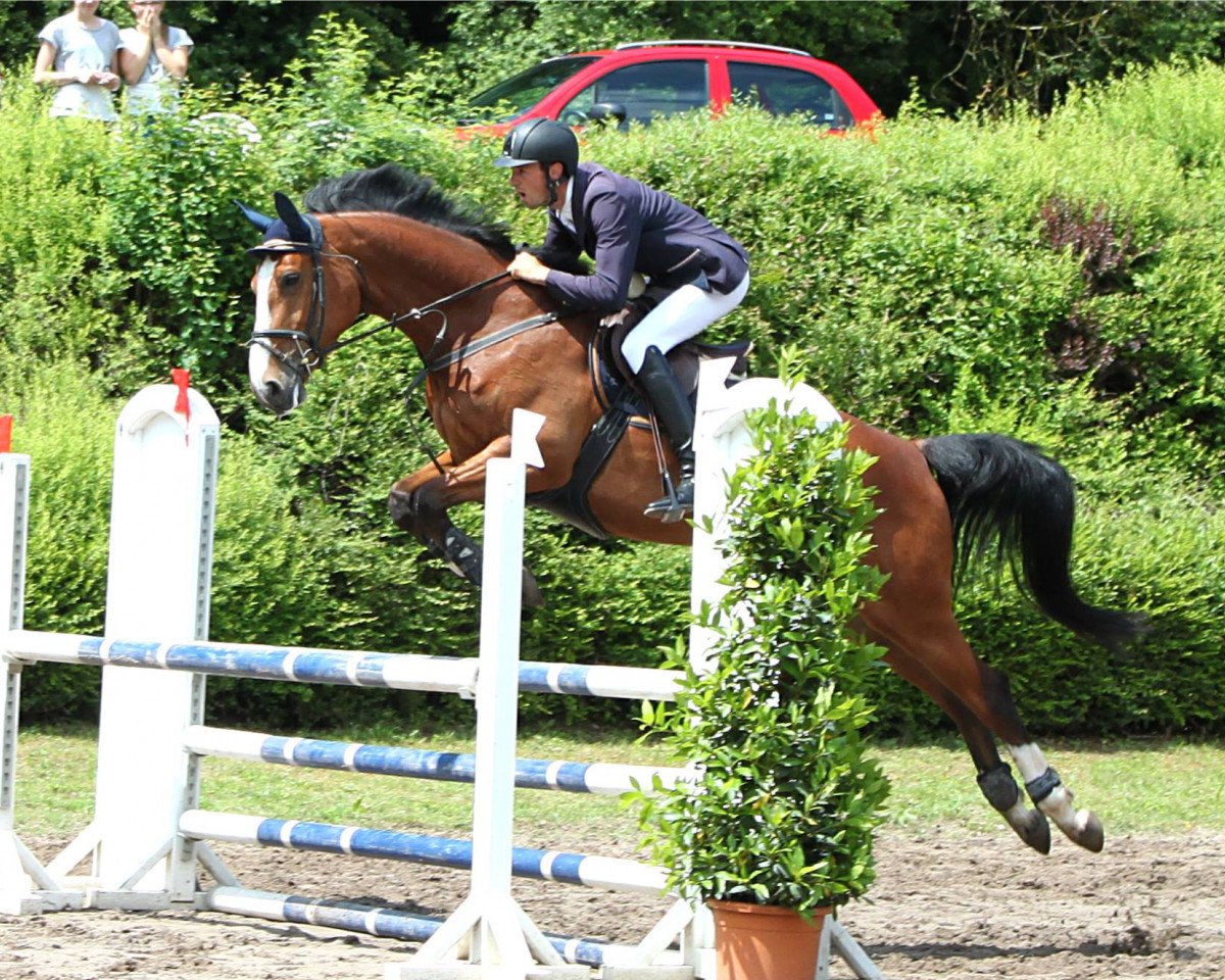 jumper Baloue's Girl (Mecklenburg, 2012, from Balou du Rouet)