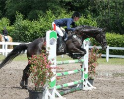 jumper Sabeth 2 (Hanoverian, 2012, from Sir Calypso)