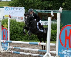 dressage horse Coedana Celt (Welsh-Pony (Section B), 2001, from Coedana Romario)