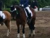 dressage horse Nachtfalke 7 (Trakehner, 2008, from Tambour)