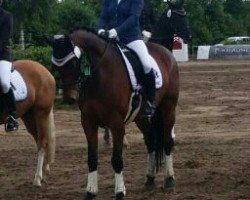 dressage horse Nachtfalke 7 (Trakehner, 2008, from Tambour)