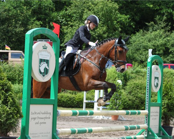 dressage horse Akris (KWPN (Royal Dutch Sporthorse), 2004, from Faun Tor N.2023)