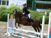 dressage horse Cisco 237 (New Forest Pony, 2007, from Samba King)