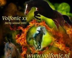 stallion Volfonic xx (Thoroughbred, 1998, from Zafonic xx)