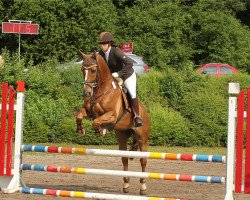 jumper Celandro (KWPN (Royal Dutch Sporthorse), 2010, from Carthino Z)