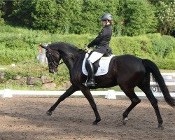 dressage horse Charisma 247 (Hannoveraner, 2009, from Curator 2)