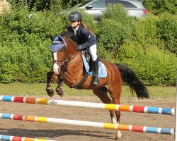 broodmare Hasko's Gretchen WE (German Riding Pony, 2001, from Hasko)