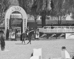 jumper Qintana 2 (Oldenburg show jumper, 2010, from Quattro B)