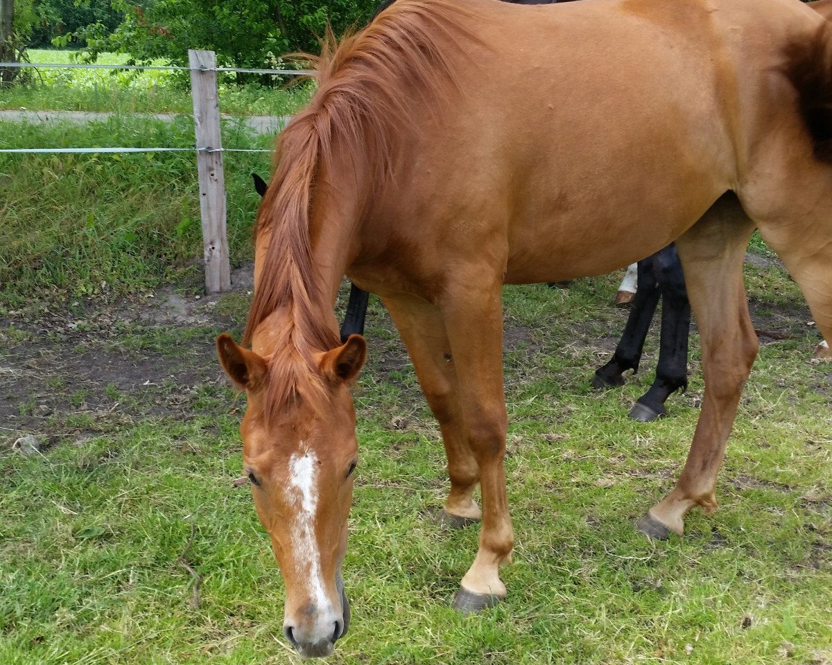 horse Luise (German Warmblood, 2015)