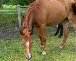 horse Luise (German Warmblood, 2015)