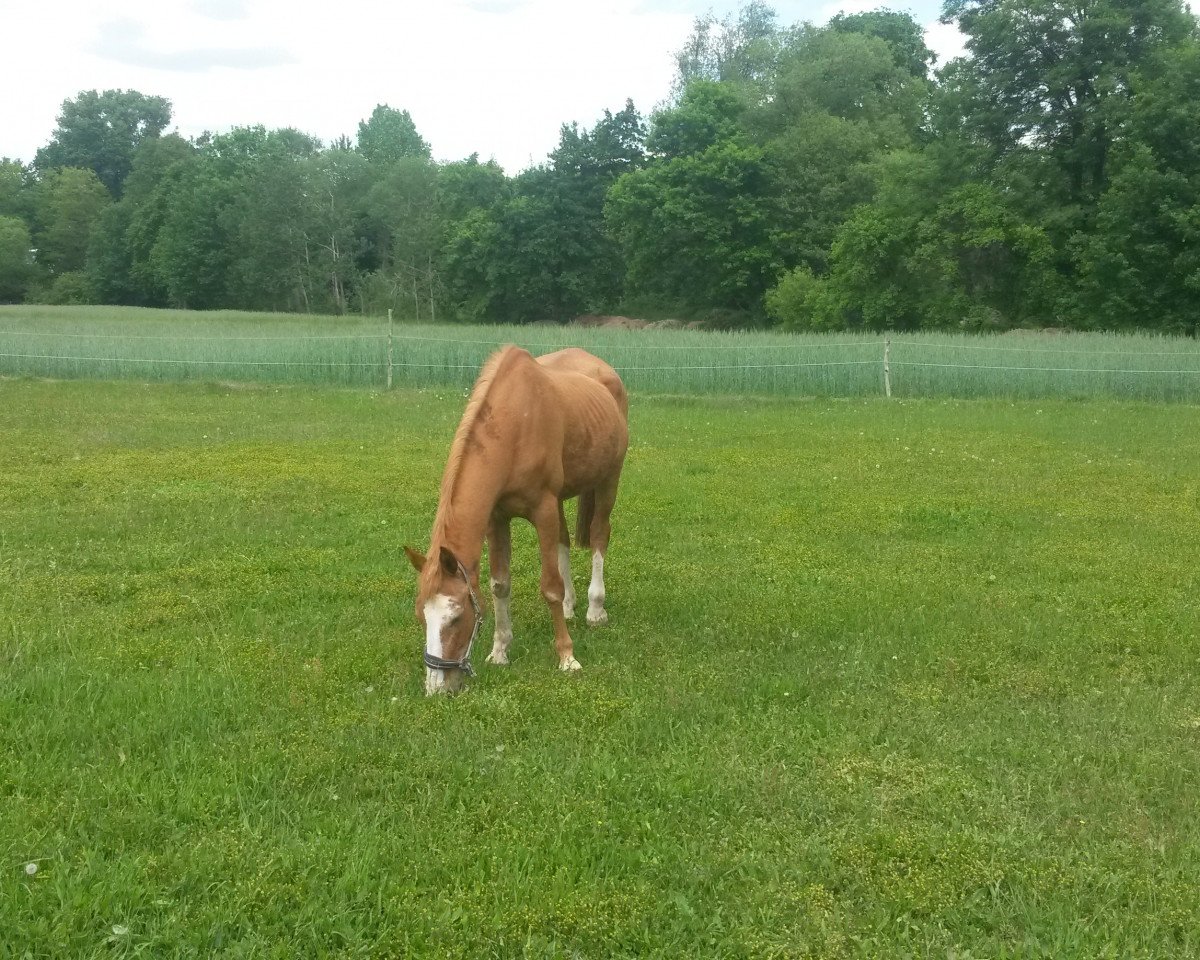 horse harli (German Warmblood, 1986, from Hanibal 1340)