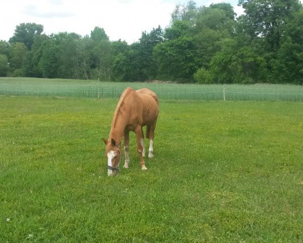 horse harli (German Warmblood, 1986, from Hanibal)