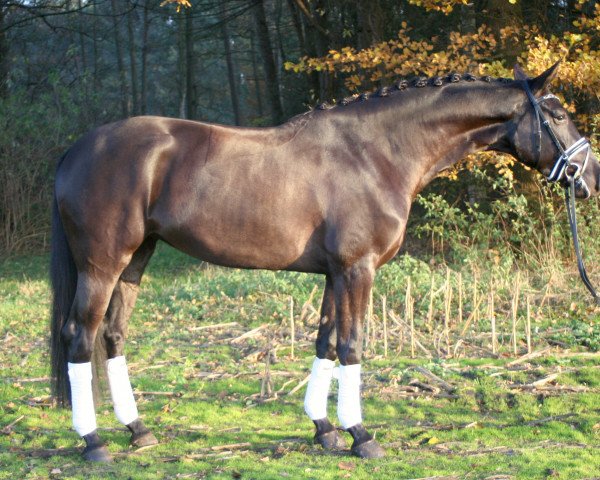 broodmare Dakira 17 (Hanoverian, 2013, from Don Frederic 3)