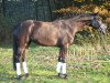 broodmare Dakira 17 (Hanoverian, 2013, from Don Frederic 3)