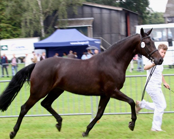 broodmare Atlanta H (KWPN (Royal Dutch Sporthorse), 2005, from Burggraaf)