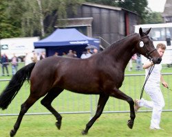 broodmare Atlanta H (KWPN (Royal Dutch Sporthorse), 2005, from Burggraaf)