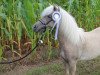 Zuchtstute Beautiful Rose von Bludschen (Deutsches Classic Pony, 2013, von Belmondo)