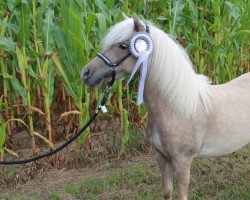 broodmare Beautiful Rose von Bludschen (German Classic Pony, 2013, from Belmondo)