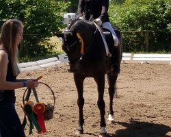 dressage horse Daylight the little (Hanoverian, 2002, from De Niro)