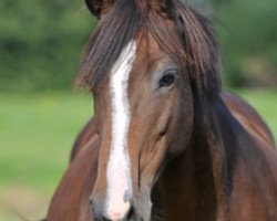 broodmare La Royale (German Warmblood, 2004, from Lagrain)