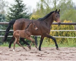 broodmare Fürstin (Westphalian, 2002, from Florestan I)