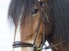 jumper Tice vom Götzenstein (Tinker-Mix / Pinto Tinker / Crossbreed, 2009, from Tonka vom Götzenstein)