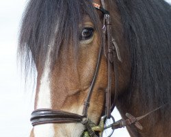 Springpferd Tice vom Götzenstein (Tinker-Mix / Pinto Tinker / Crossbreed, 2009, von Tonka vom Götzenstein)