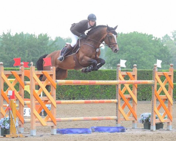 Springpferd Castilion van Groenhove (Belgium Sporthorse, 2004, von Castelino van de Helle)