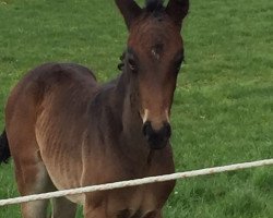 horse Tine (Westphalian, 2017, from Toulon)