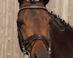 broodmare Contessa (Bavarian, 2006, from Fürst Heinrich)