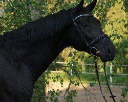 dressage horse RPZ Destino (German Sport Horse, 2013, from Destano)