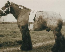 horse Hepper Sam (Brabant/Belgian draft horse, 1996, from Buffalo van 't Zwaluwnest)