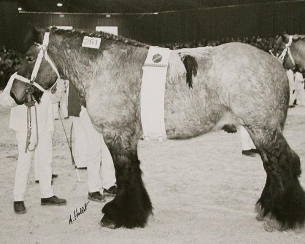 stallion Jim van Niesenhof (Dutch Heavy Draft, 1995, from Jim van den Oudenbos)