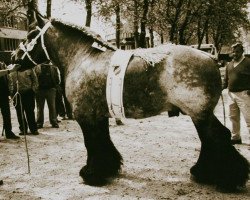 stallion Sam van den Oudenbos (Brabant/Belgian draft horse, 1990, from Bruno van Stappershof)