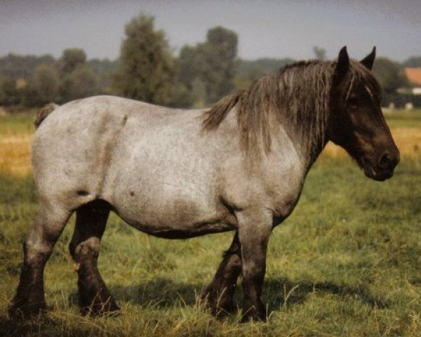 Zuchtstute Mirza van Luchteren (Brabanter/Belgisches Kaltblut, 1973)