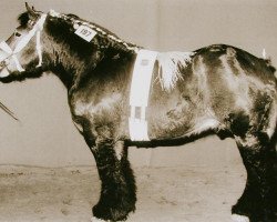 stallion Expo van de Noorweegsekaai (Brabant/Belgian draft horse, 1987, from Hardi van de Rooker)