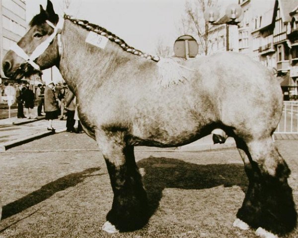 stallion Ensor d'Elewijt (Brabant/Belgian draft horse, 1987, from Rivaal van Boekel)