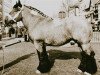 stallion Ensor d'Elewijt (Brabant/Belgian draft horse, 1987, from Rivaal van Boekel)