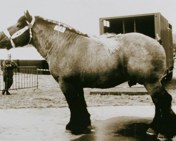 Deckhengst Bruno van de Merodedreef (Brabanter/Belgisches Kaltblut, 1980, von Hardi van de Engelhoek)