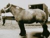 stallion Bruno van de Merodedreef (Brabant/Belgian draft horse, 1980, from Hardi van de Engelhoek)