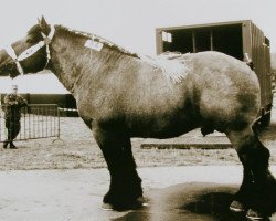 stallion Bruno van de Merodedreef (Brabant/Belgian draft horse, 1980, from Hardi van de Engelhoek)