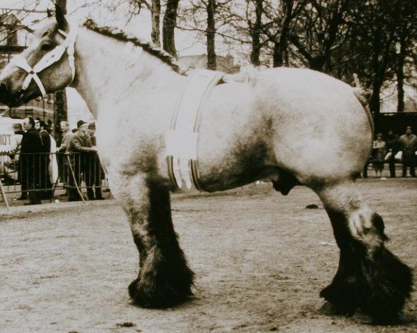 stallion Carlo van Elversele (Brabant/Belgian draft horse, 1979, from Rivaal van Boekel)