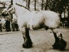 stallion Carlo van Elversele (Brabant/Belgian draft horse, 1979, from Rivaal van Boekel)