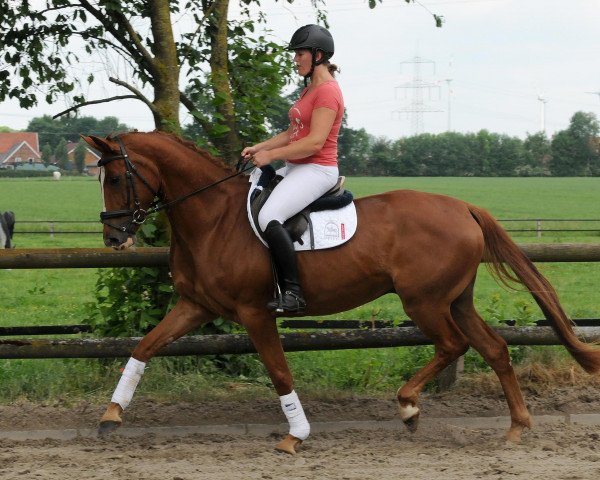 dressage horse Wallach von Londonderry/Fishermans Friend (Hanoverian, 2013, from Londonderry)