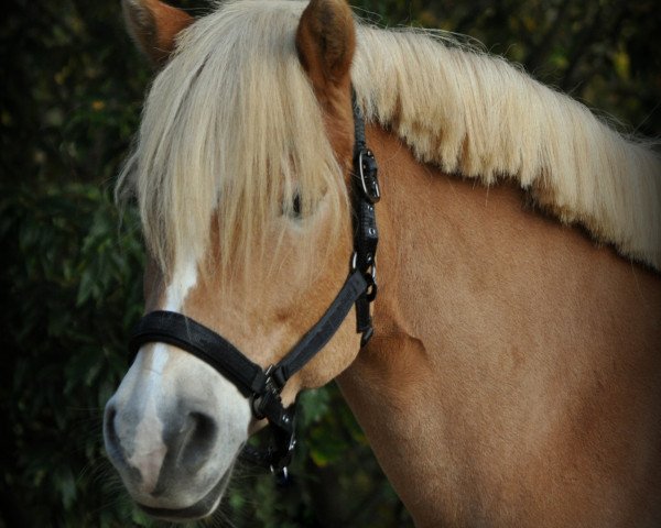 dressage horse Liliana 11 (Haflinger, 2007, from Aaron-B)