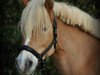 Dressurpferd Liliana 11 (Haflinger, 2007, von Aaron-B)