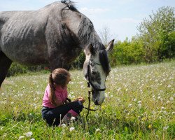 horse Wiradan (Polish Warmblood, 2012)