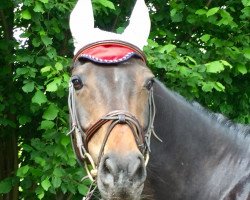 broodmare Bella Donna 92 (German Riding Pony, 2005, from Ballentines)