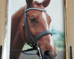 dressage horse Medikus 2 (Westphalian, 1995, from Mailänder)